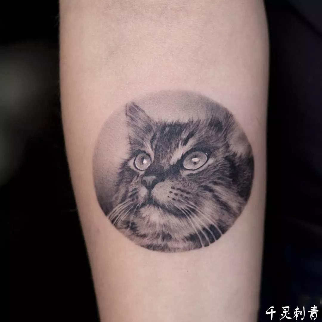 动物写实小臂猫咪纹身
