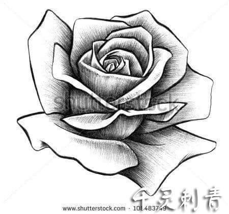 玫瑰纹身手稿图案